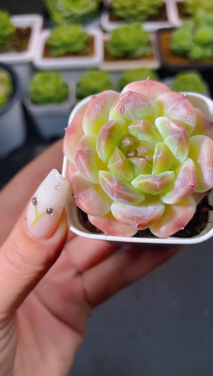 034秘境冰魄量拍发一颗