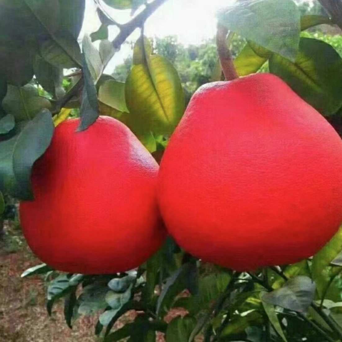 【正宗柚子树苗】红心柚子果树苗阳台庭院盆栽地栽无籽红心柚子苗