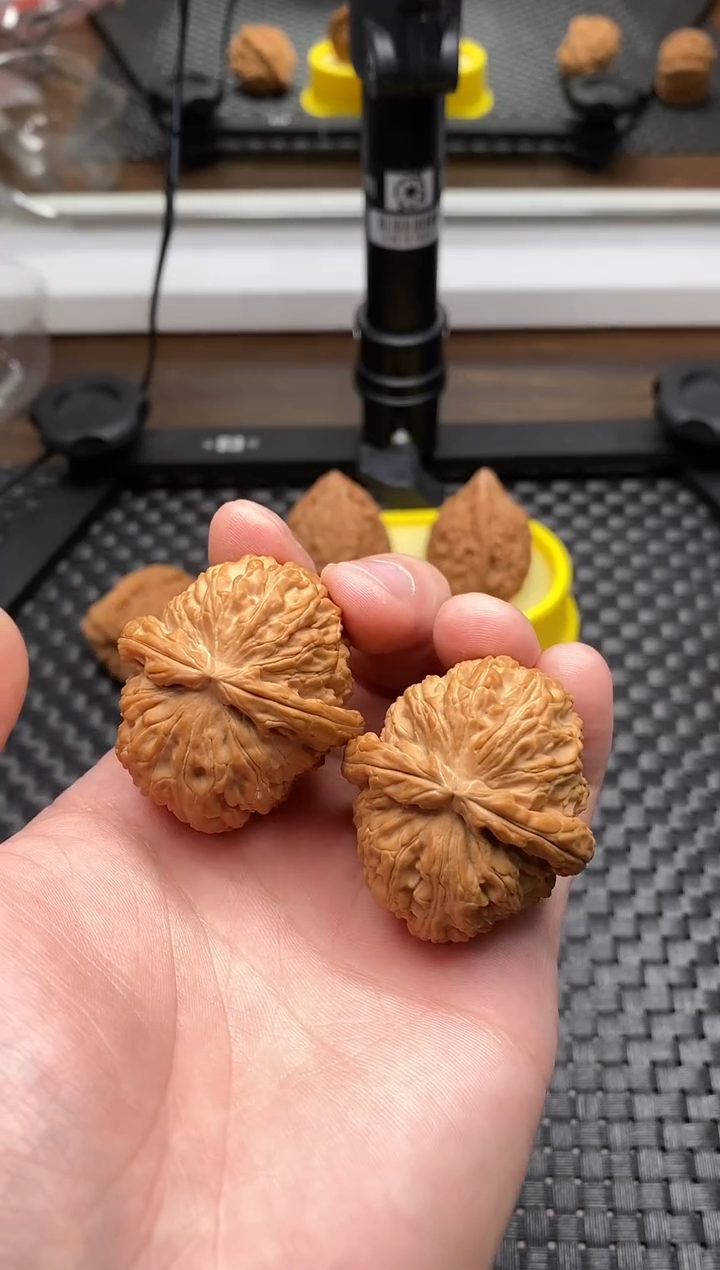 把件文玩核桃y*五全品白狮子38尺