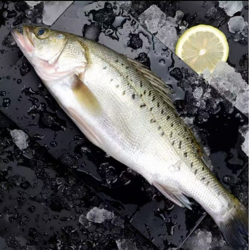 海捕野生大号海鲈鱼 单条重5斤 鲜鱼速冻锁鲜 青岛发顺丰冷链