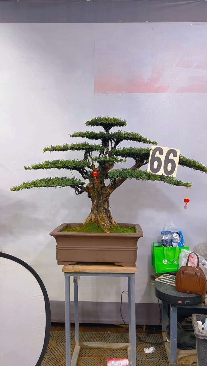 【闪购商品】盆景1