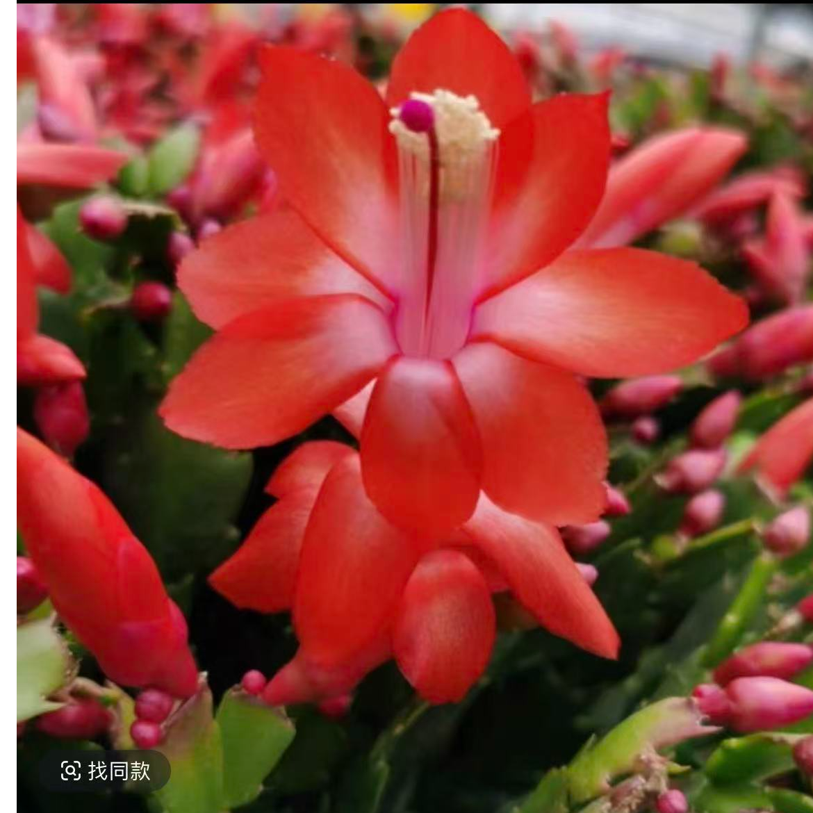 进口加勒比大红色老桩蟹爪兰【少花苞】