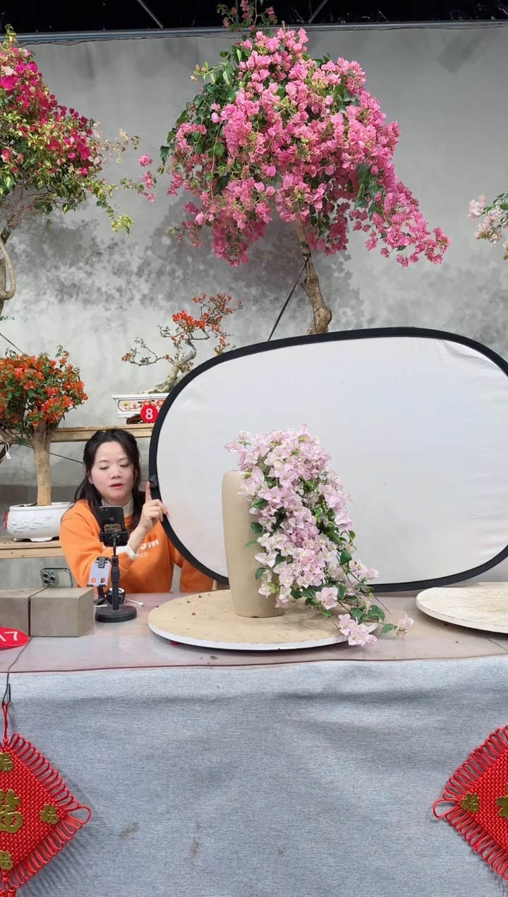 【闪购商品】盆景丽娜