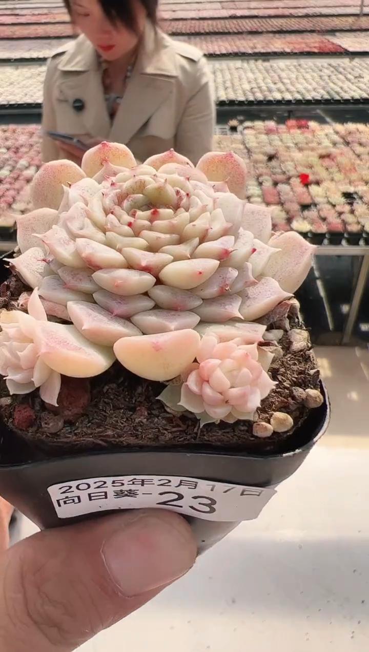 【闪购商品】向日葵-23