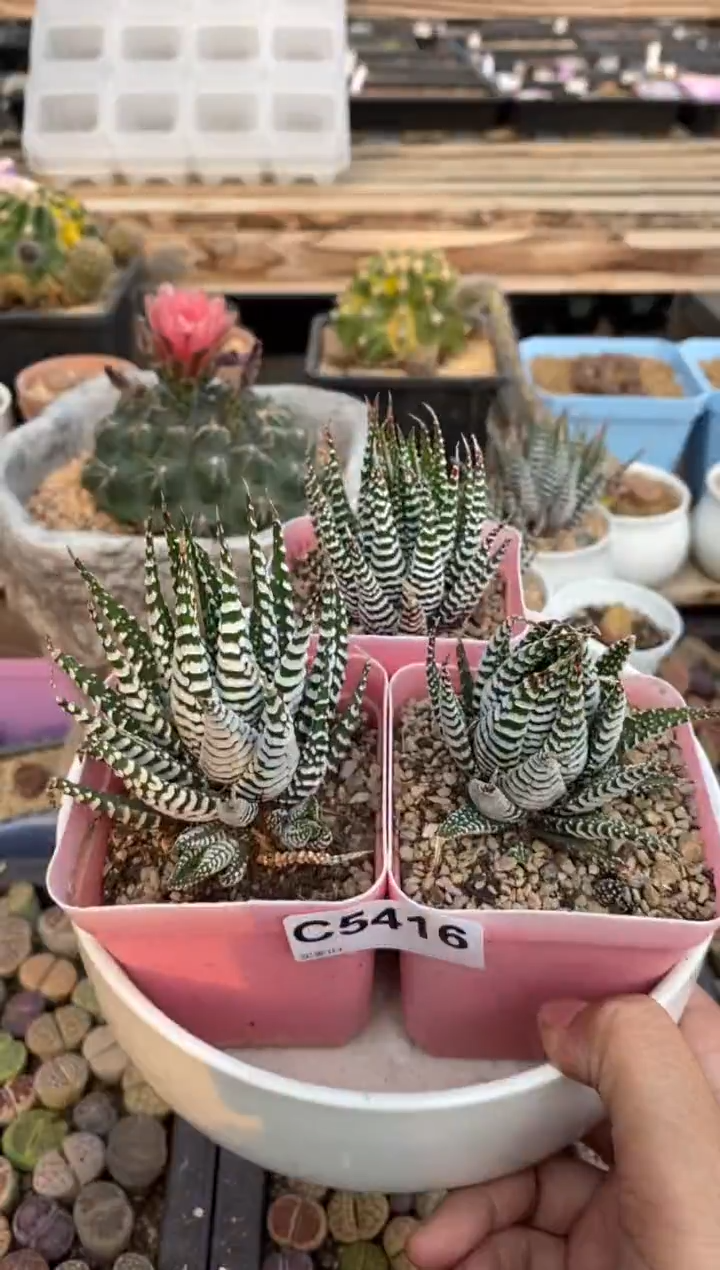 5416直播一物一拍