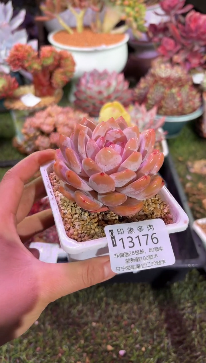 【闪购商品】13176