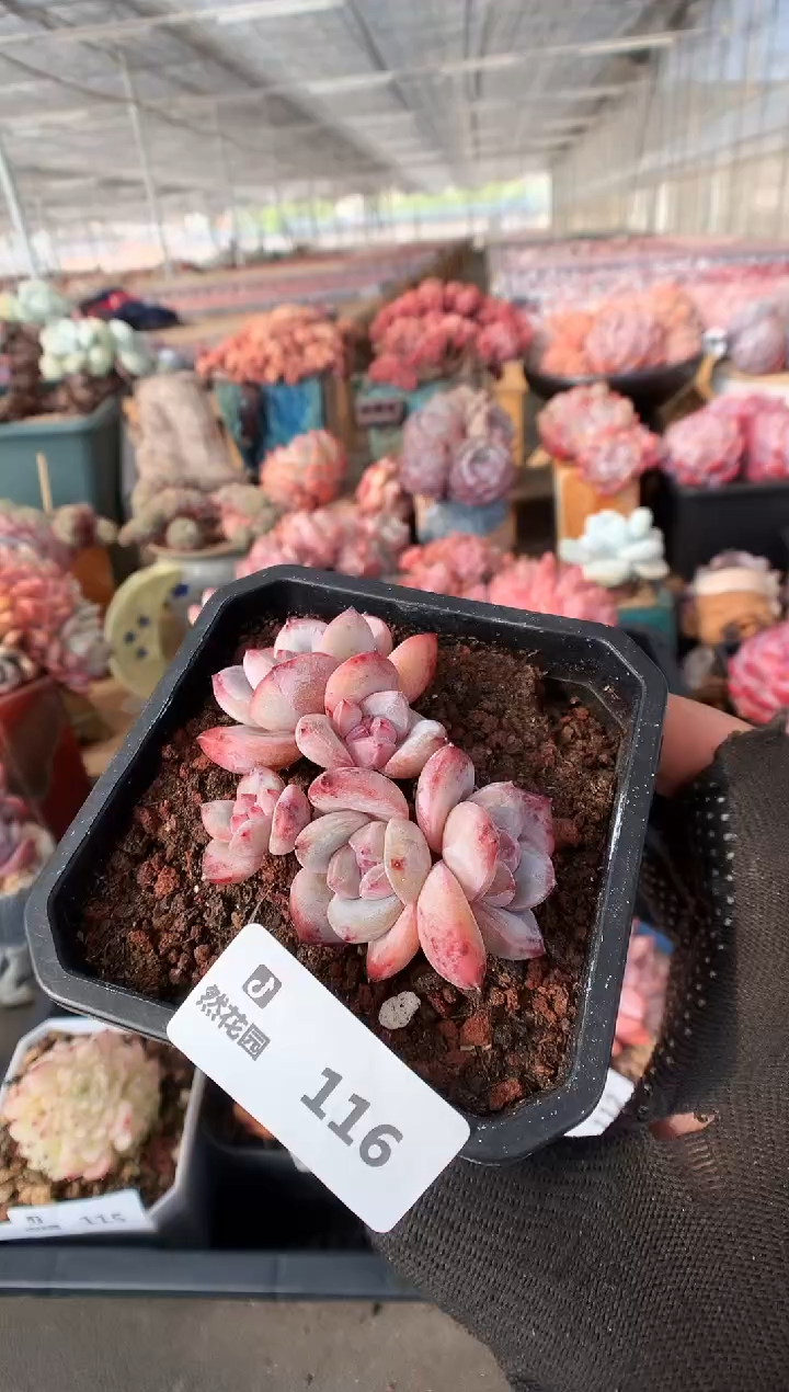 116星影一物一拍