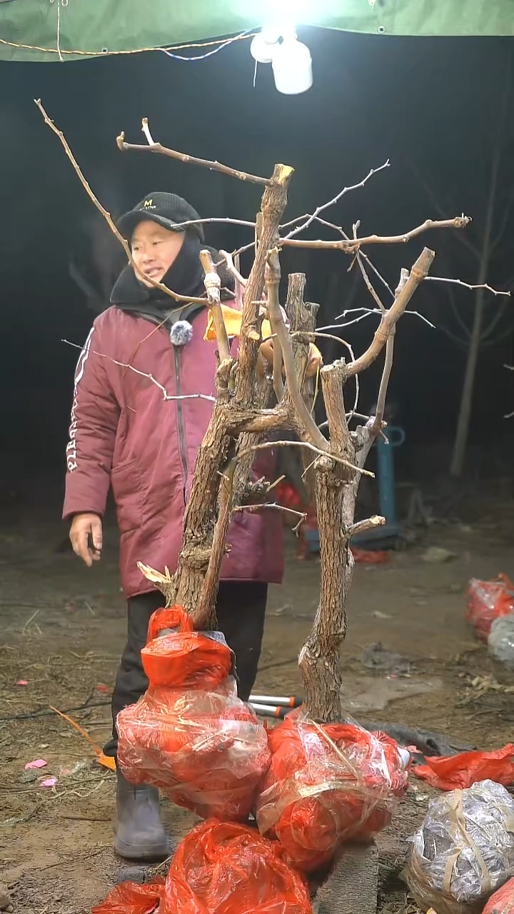 完全开放枣树822