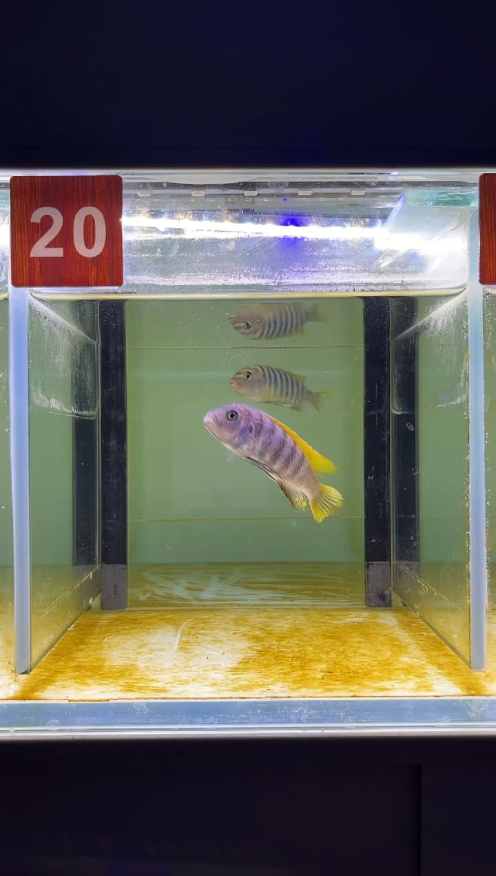 海水三湖慈鲷人工