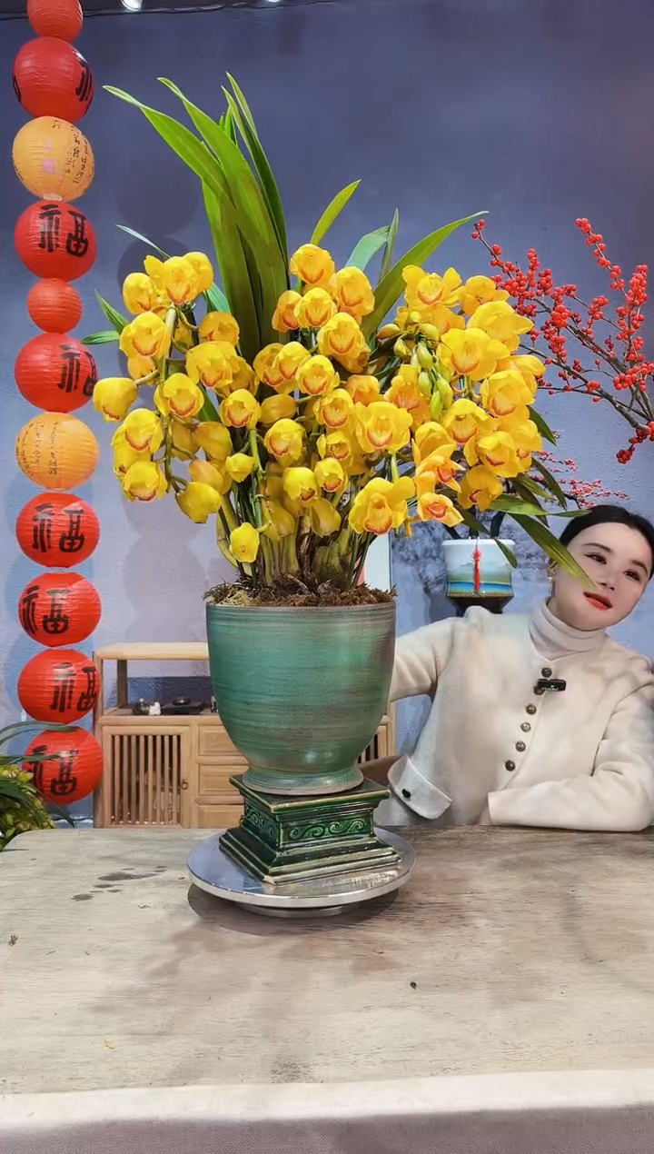 【闪购商品】盆景大花蕙兰 杨贵妃