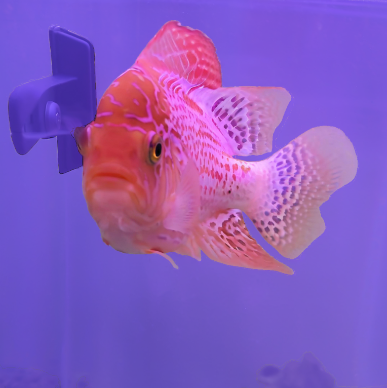 高品质罗汉鱼苗YT系火凤水族观赏活体鱼罗汉鱼火凤凰售卖直播间