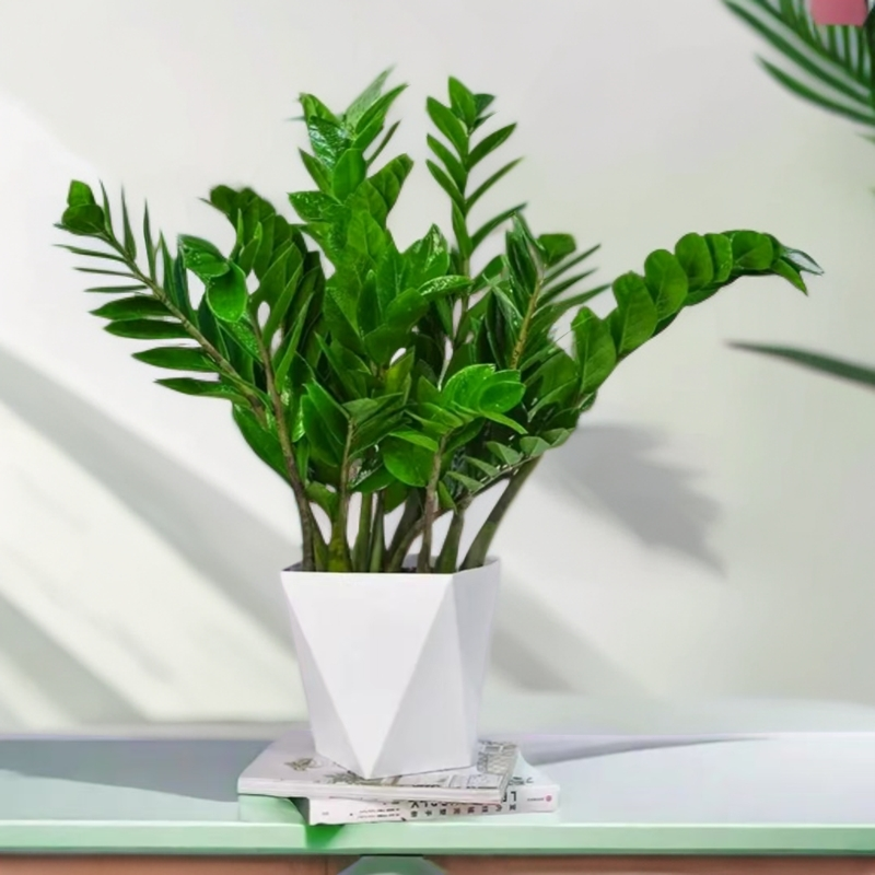 金钱树圆叶矮胖型室内盆栽办公室客厅绿植好养（原盆破损不包赔）