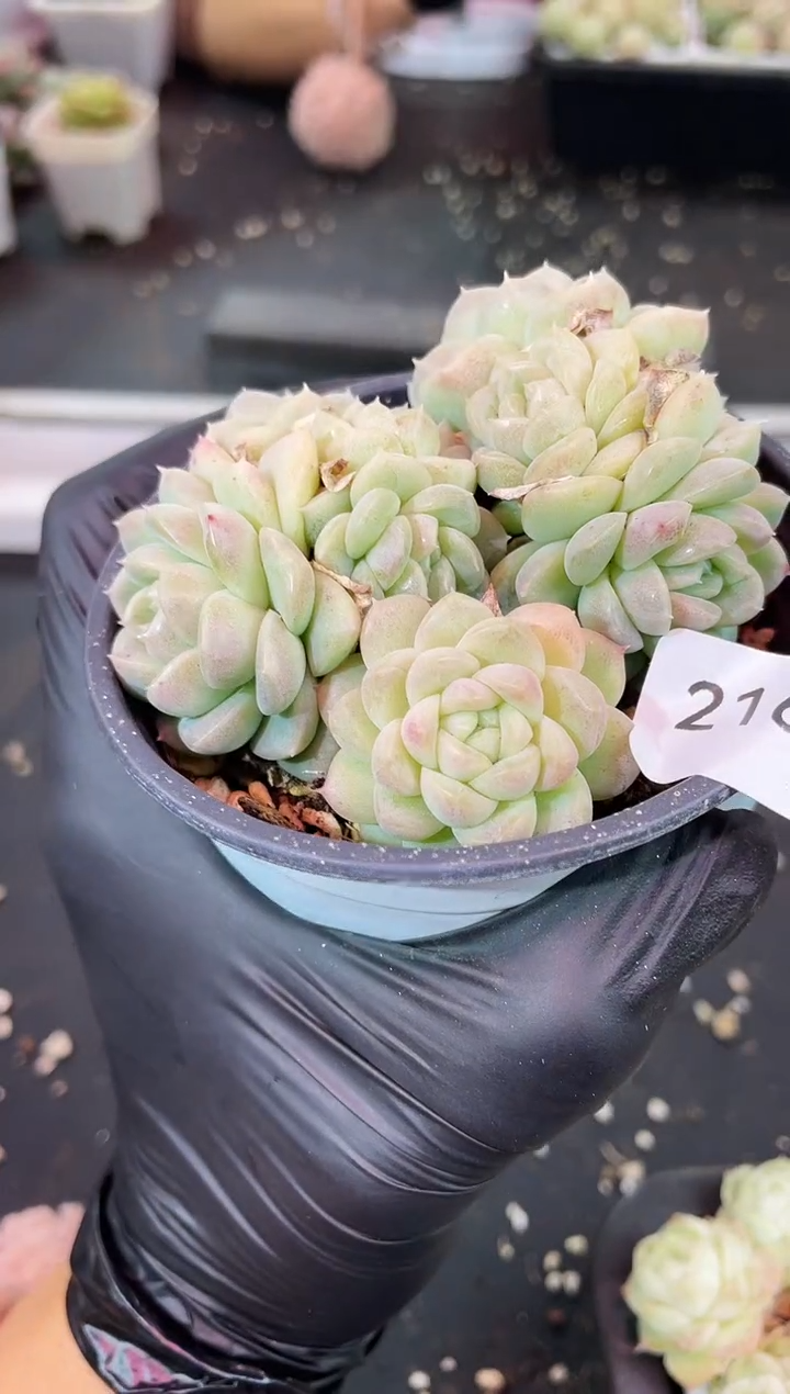 闪购2166  珍妮群多肉一颗 