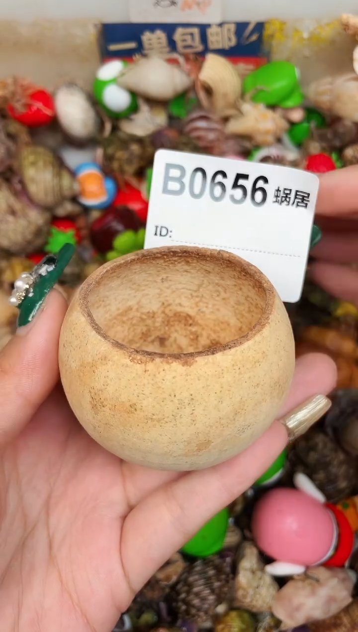 陌派甄选寄居蟹0656