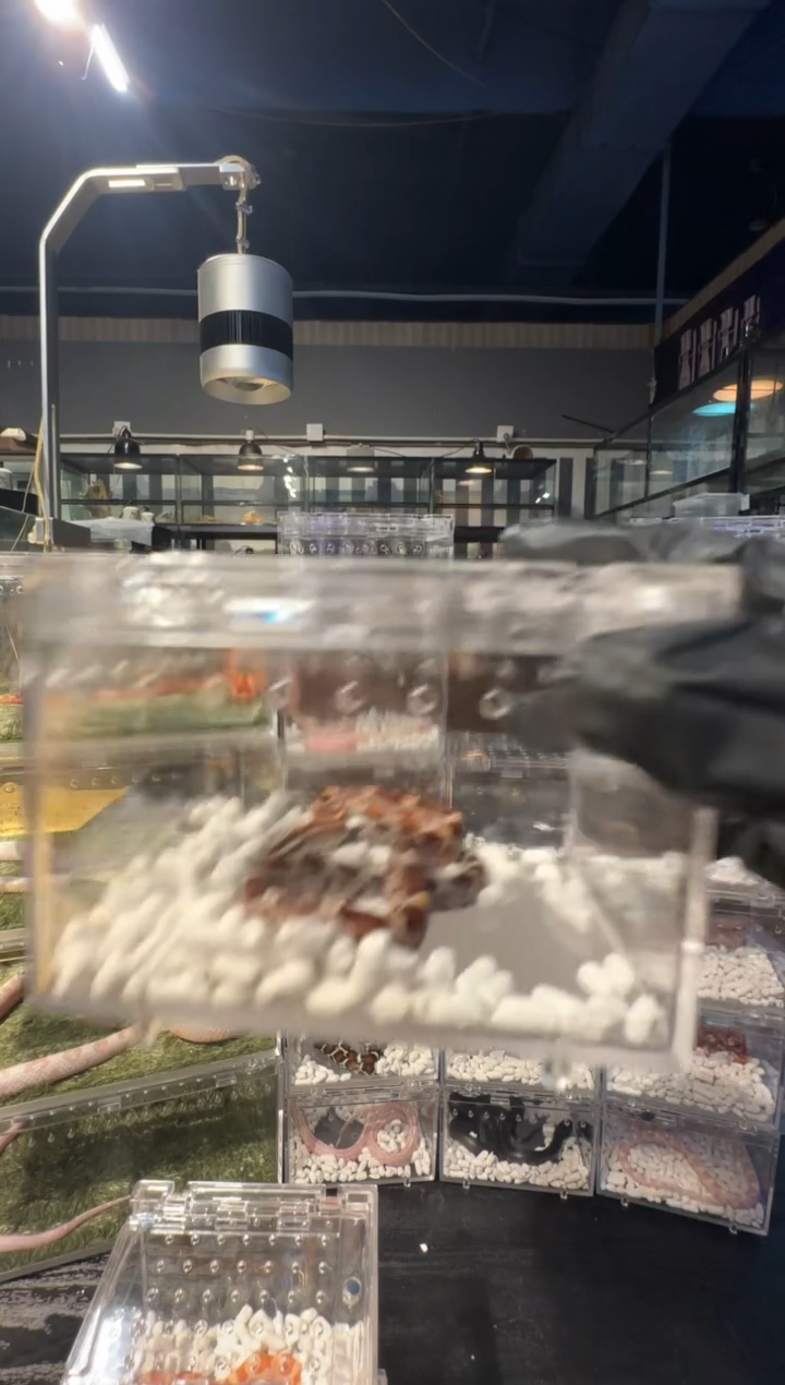 雨林蝎原色玉米128