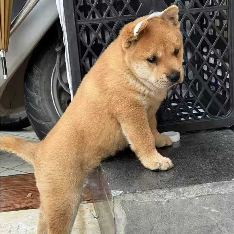（何方田园犬)T狗狗活体