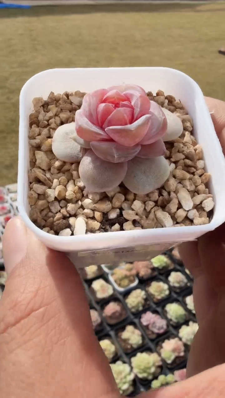 东云多肉园新款-47