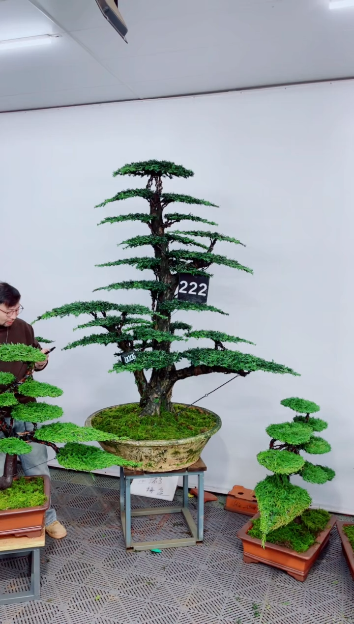 无花朵盆景......