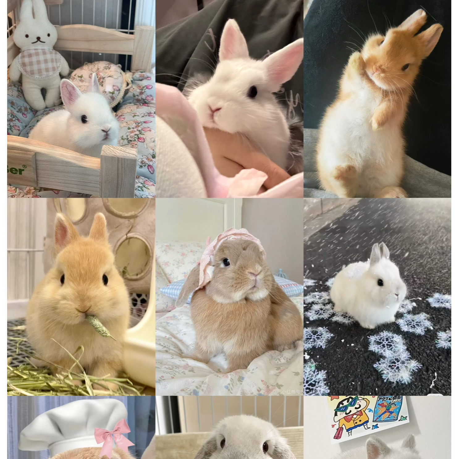 冠城宠物家活体宠物宝贝专属链接（一）