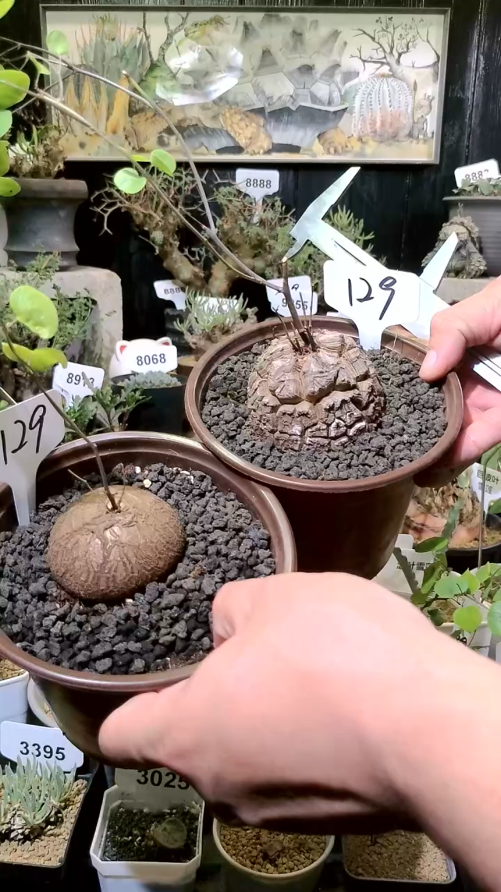 129号1127福利南非龟甲龙买一送一