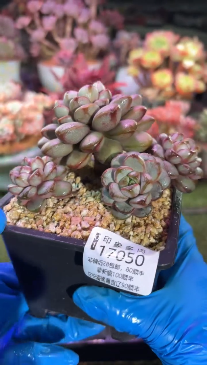 【闪购商品】17050