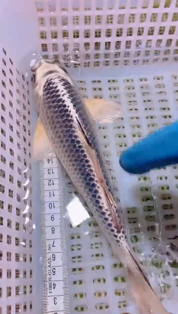 锦鲤冷水观赏鱼全场包邮230