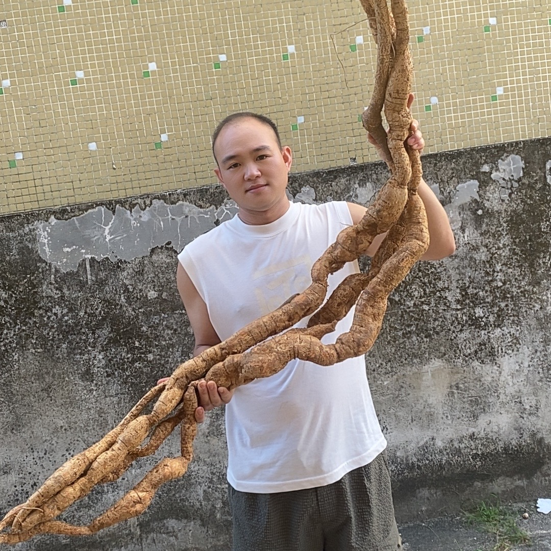 【现挑现称】广东老陈可食用山货牛大力薯山药精品土特产