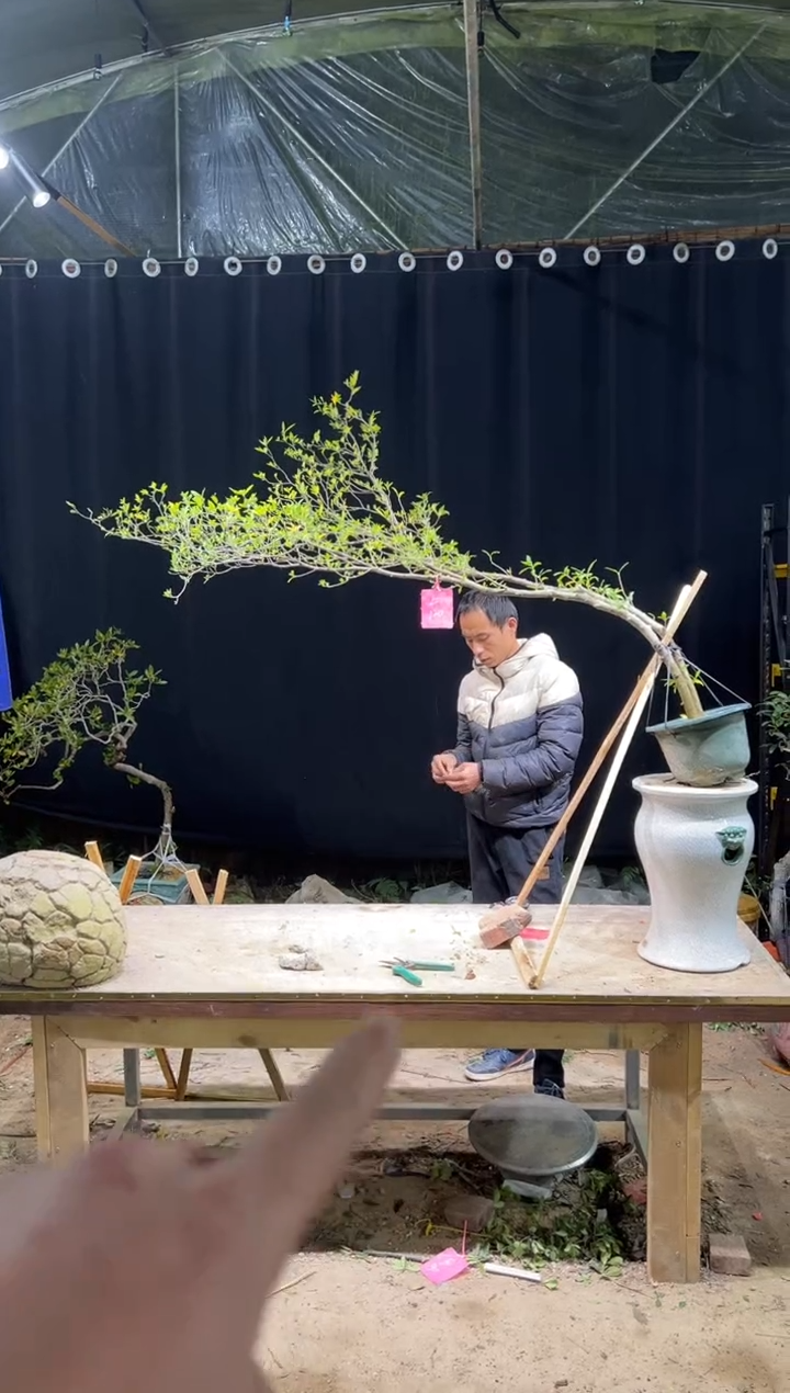 当前无花朵，栽培后可花朵黄*傅 海岛栀子花