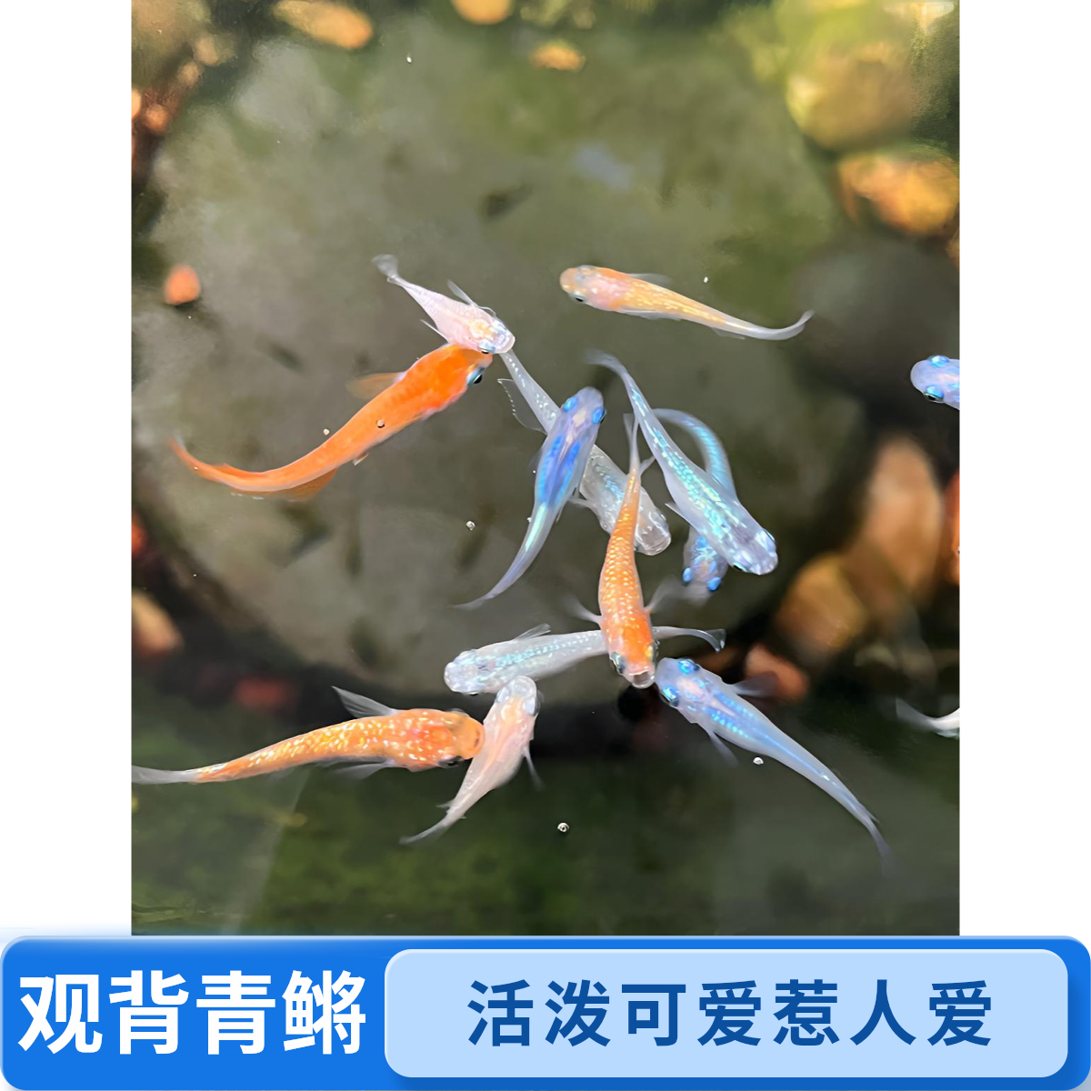 观背青鳉新人福音好养活