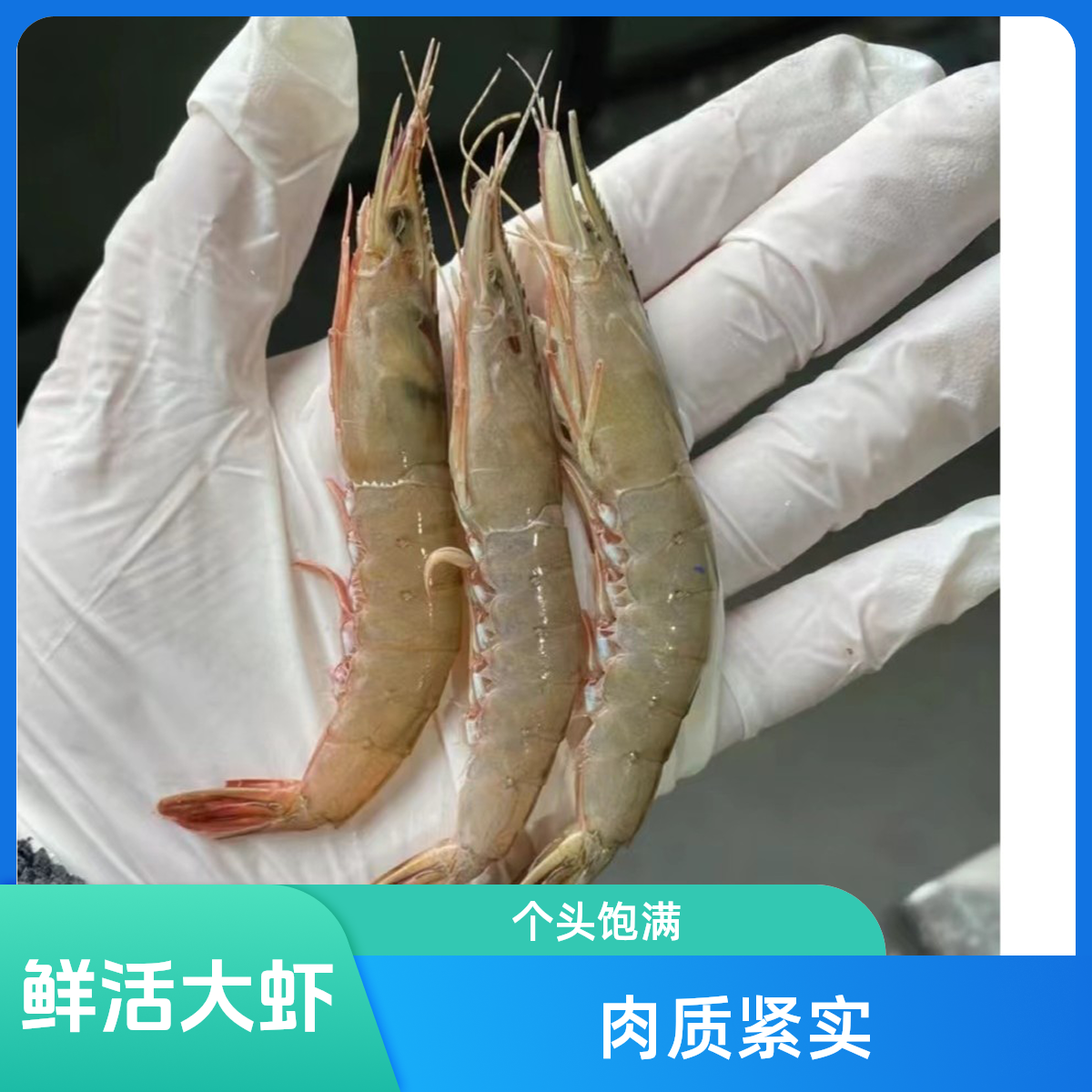 东海野生滑皮下条虾特大号一斤60头左右到手3斤冰鲜发货大青壳