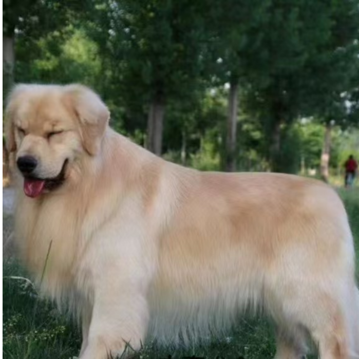 【亚森萌宠】金毛狗狗特大活体