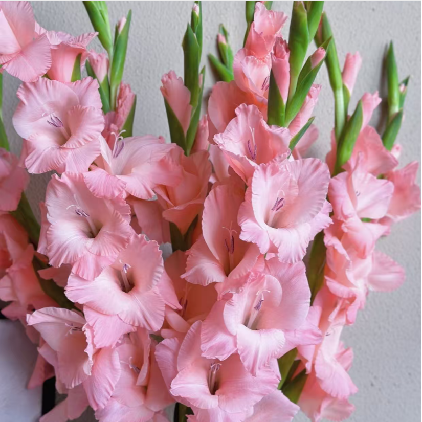 新品-【糖宝宝】唐菖蒲剑兰种球种子室内阳台庭院兰花盆栽花卉