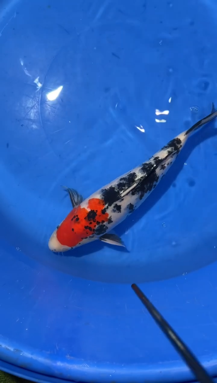 锦鲤精品锦鲤一尾