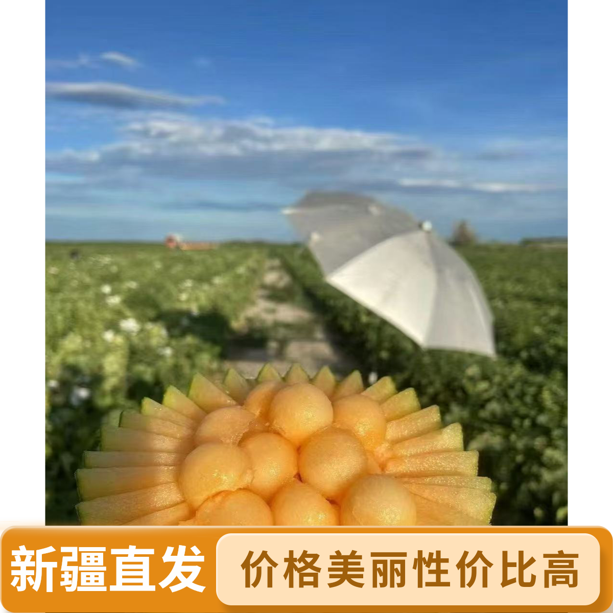 【新疆直发】伽师县八六王瓜