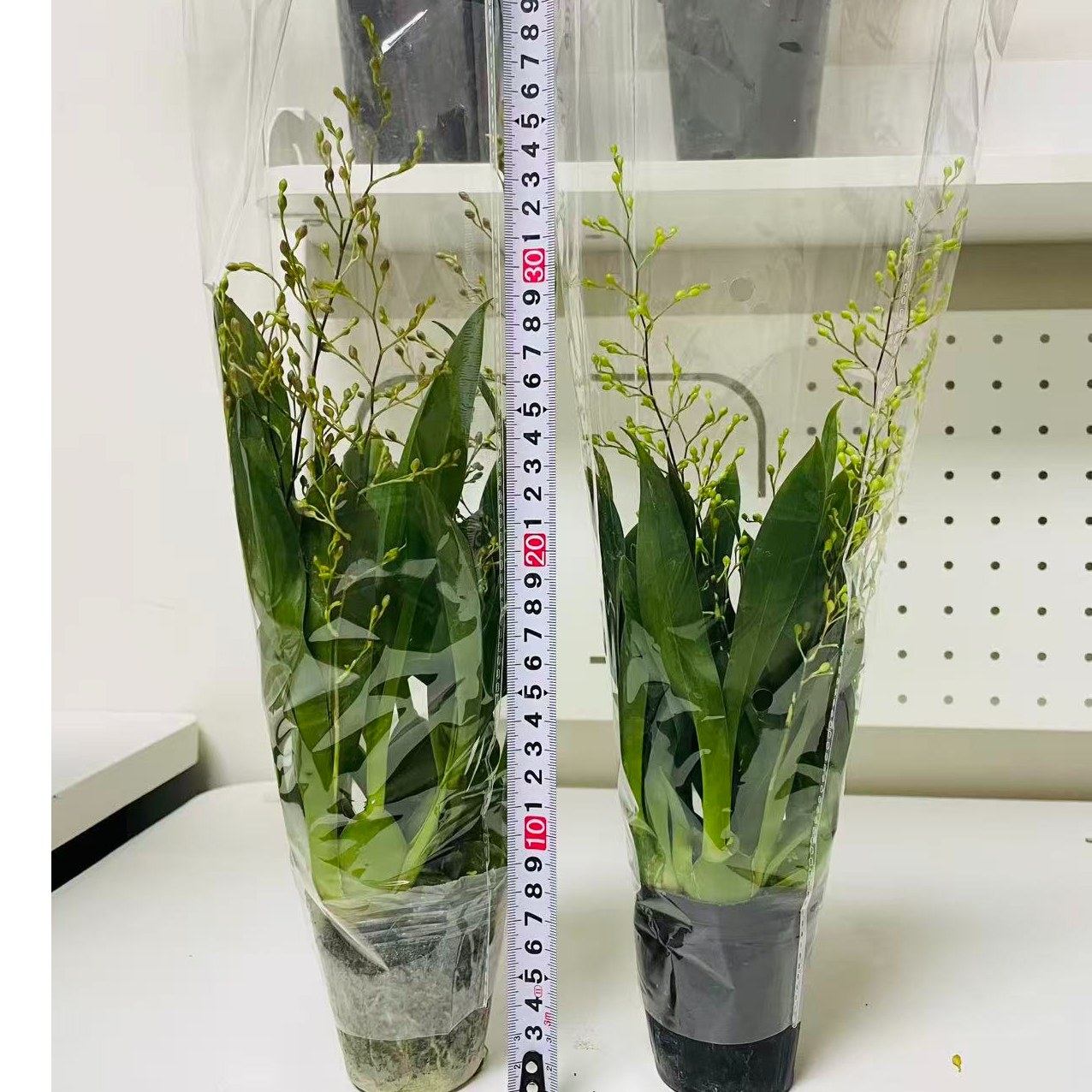 【道哥严选】香水型文心兰浓香型梦香兰带花苞耐寒室内绿植花色随机