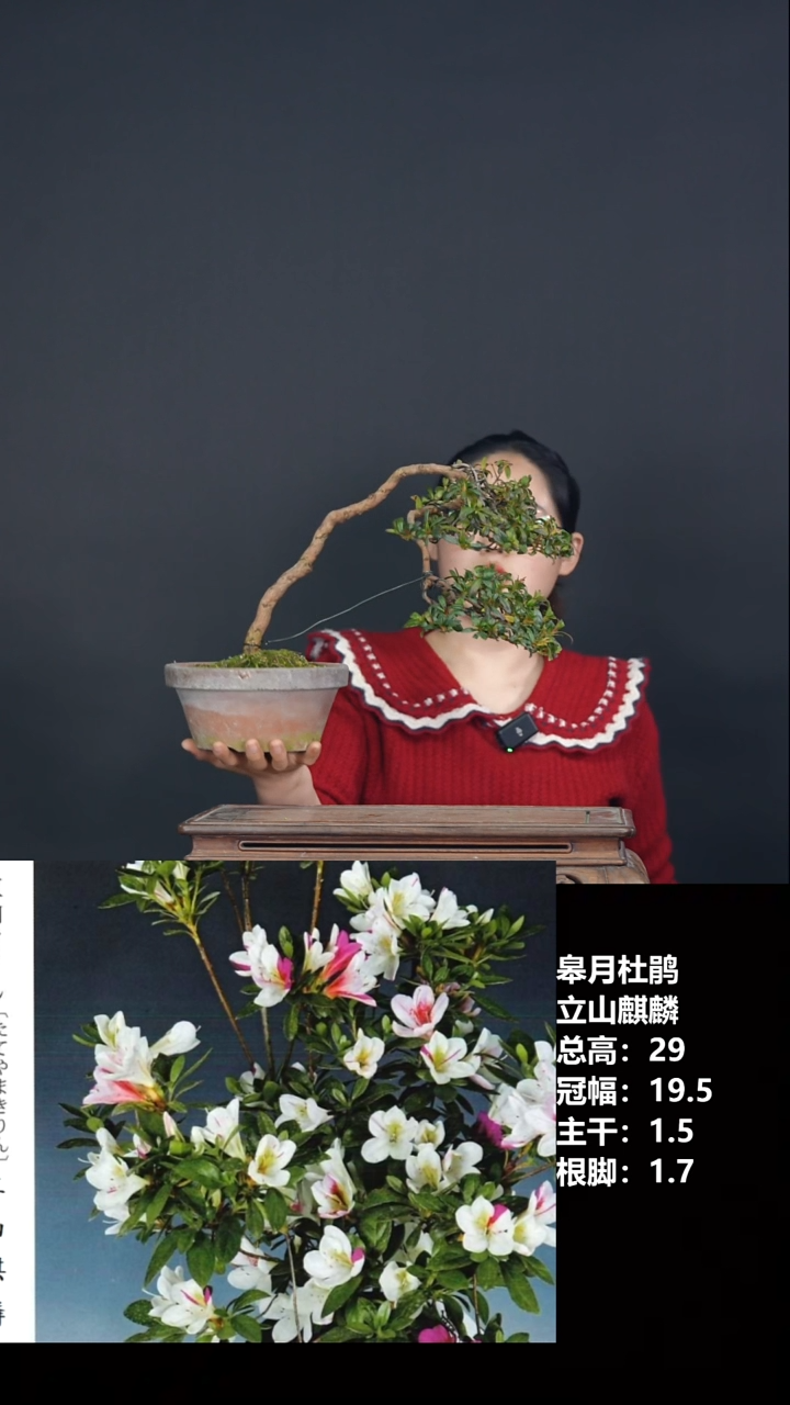 无花朵h*j立山麒麟-508