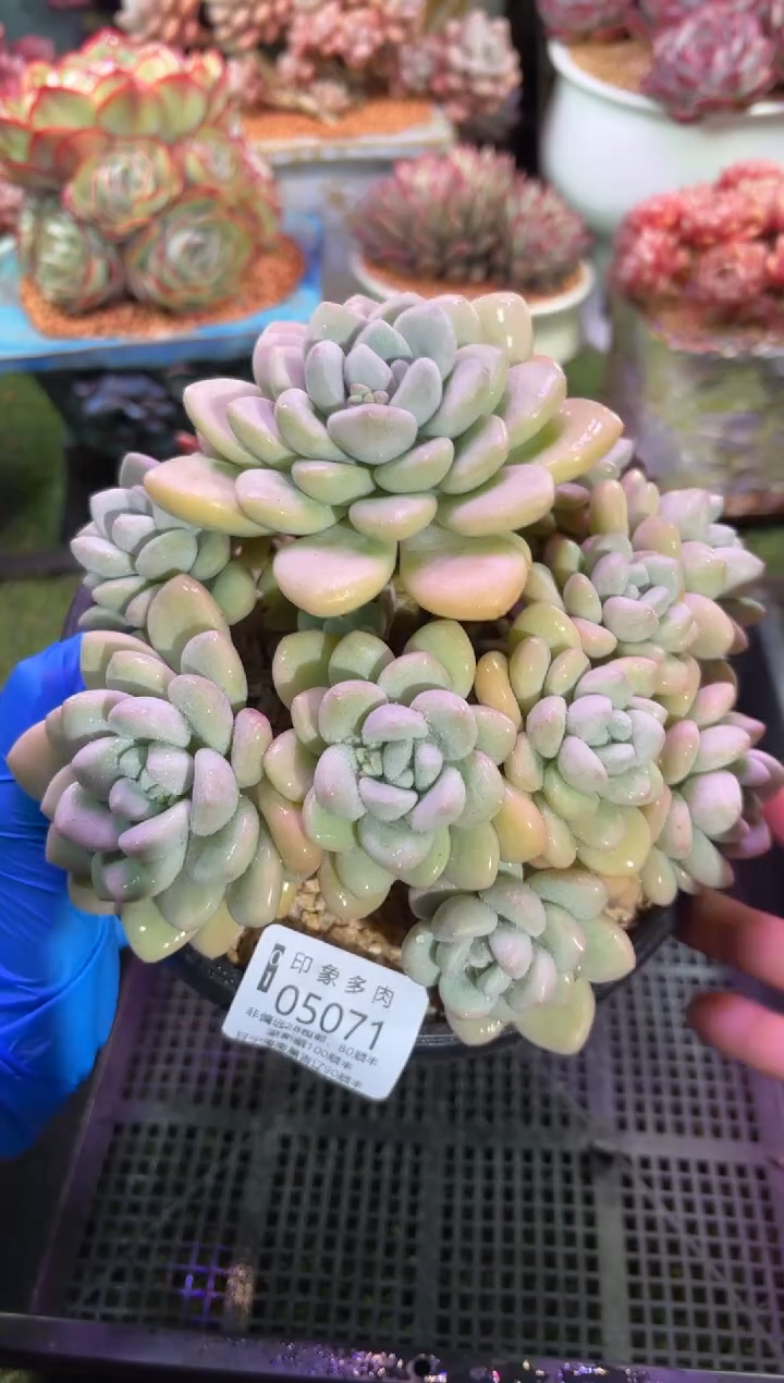 【闪购商品】05071