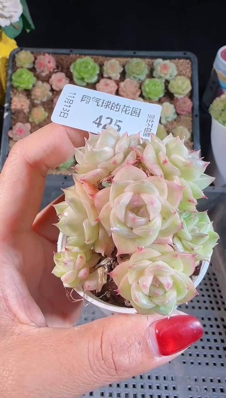 1113-425群生不包整