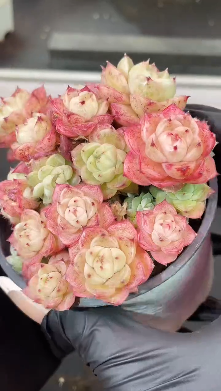 闪购1913  麦秆群多肉一颗    