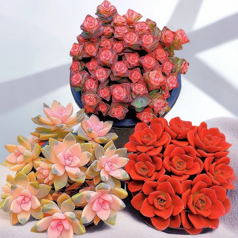 彩虹钱多多樱花锦红酒巧克力多种多肉植物组合带盆适合阳台装饰