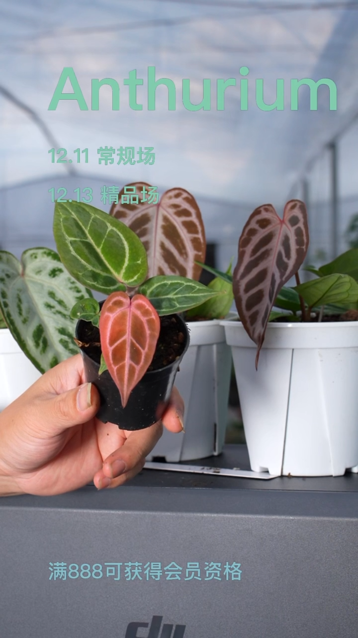 完全开放404花烛