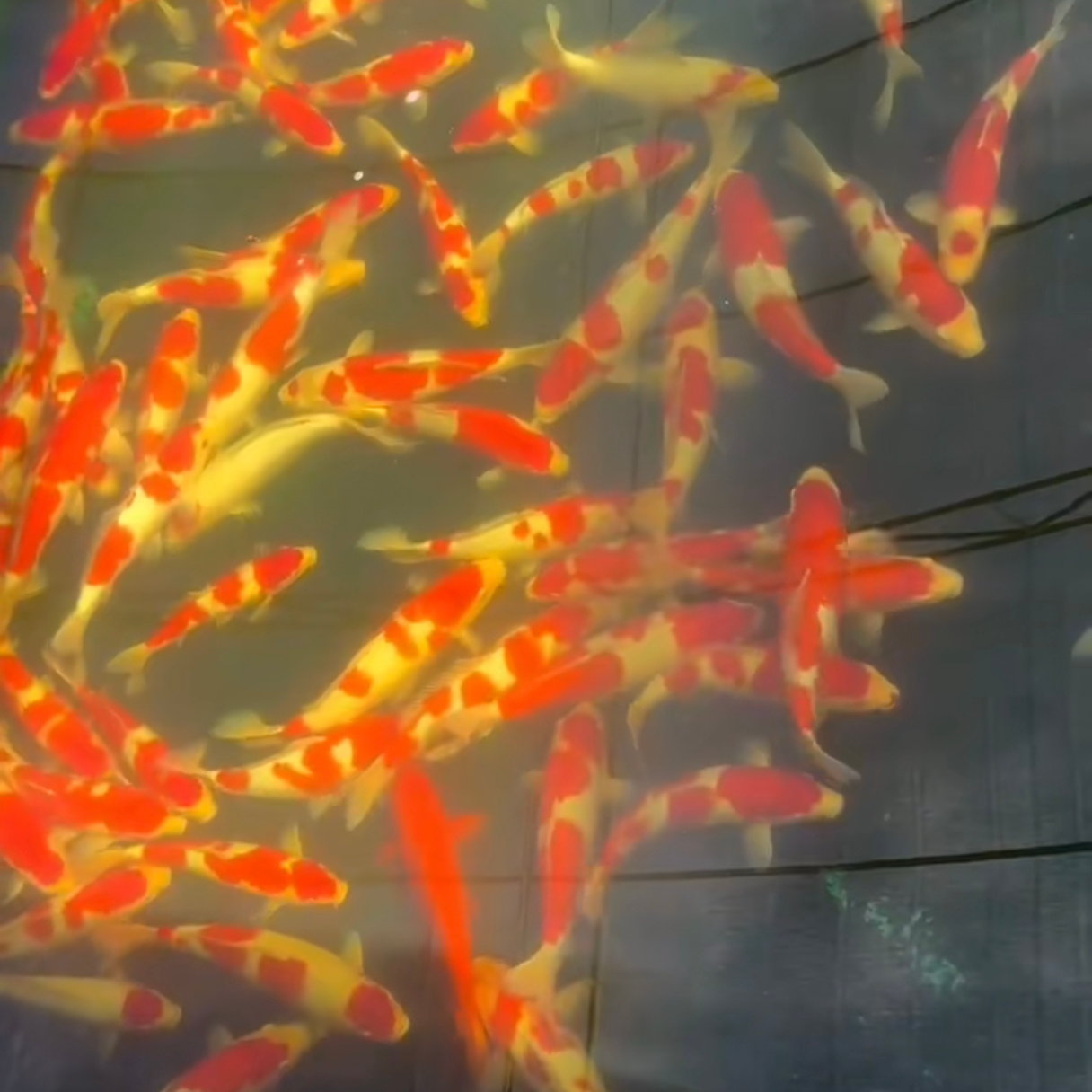 【包邮】锦鲤观赏鱼淡水鱼