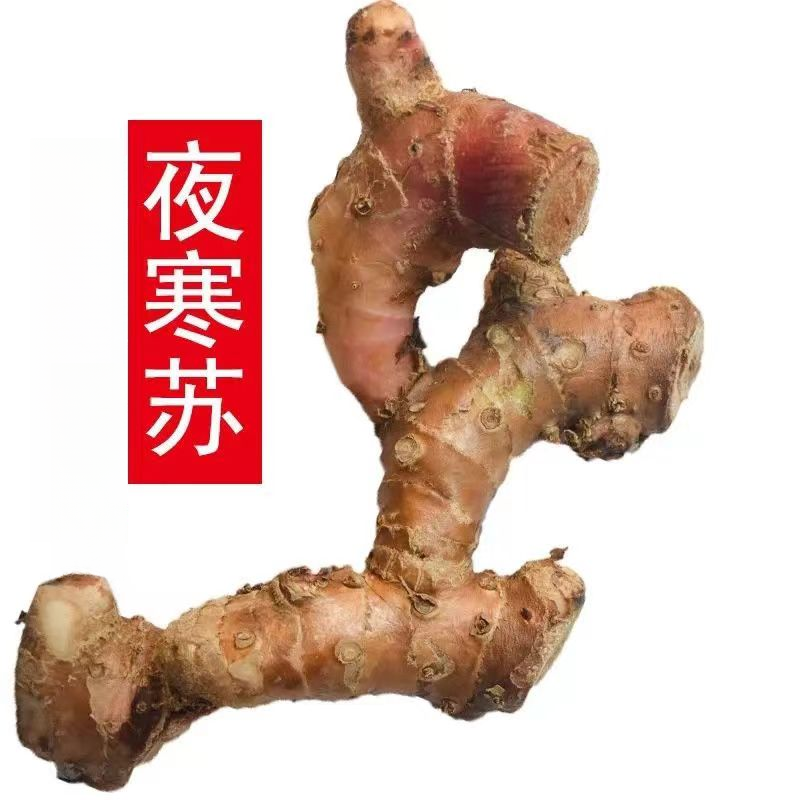夜寒苏草果根煲汤食材新鲜大姜果路边姜高明姜包邮