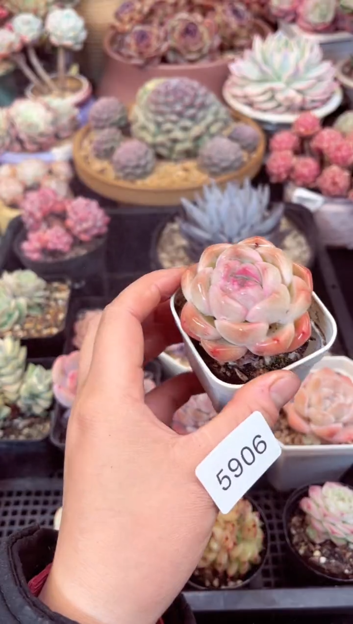 【闪购商品】5906单头多肉