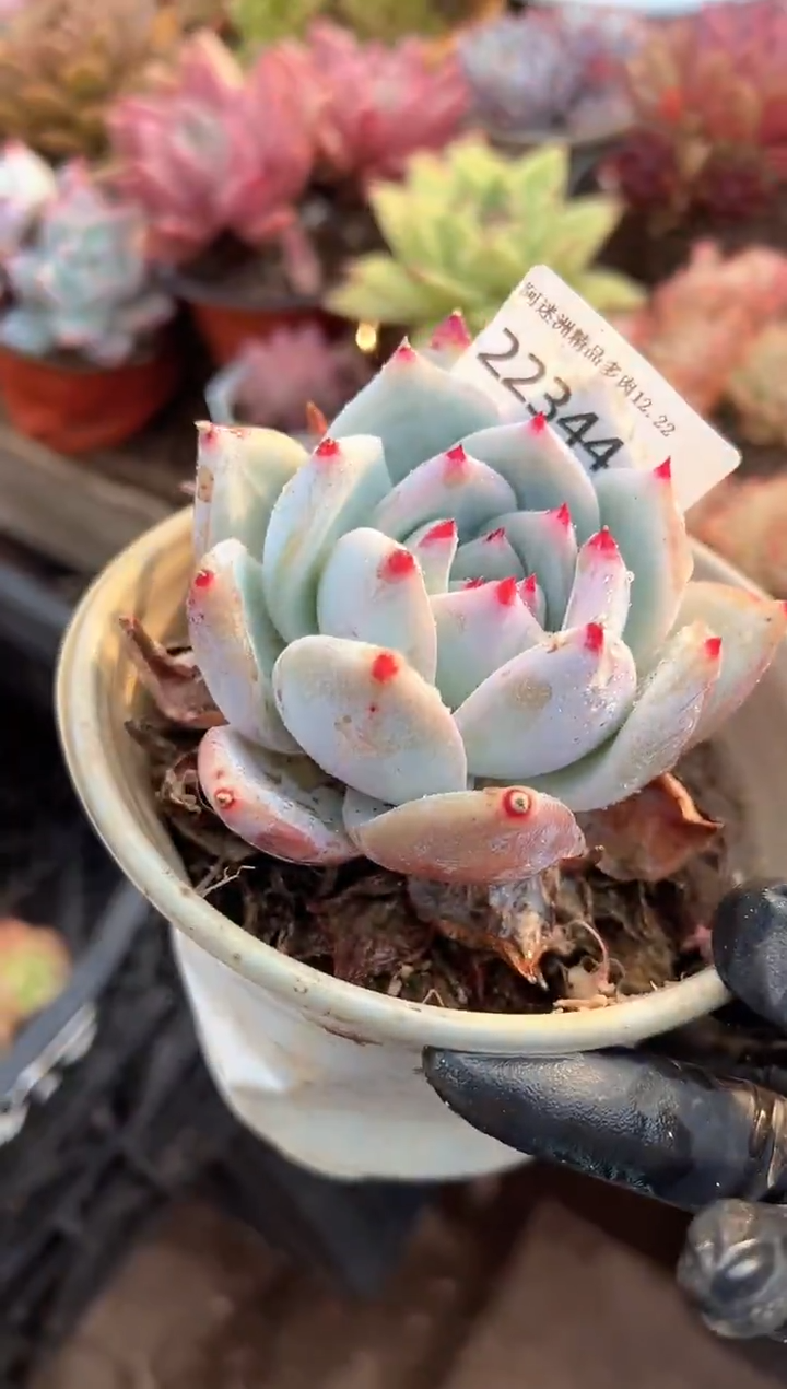 哈****。多肉植物一物一拍22344