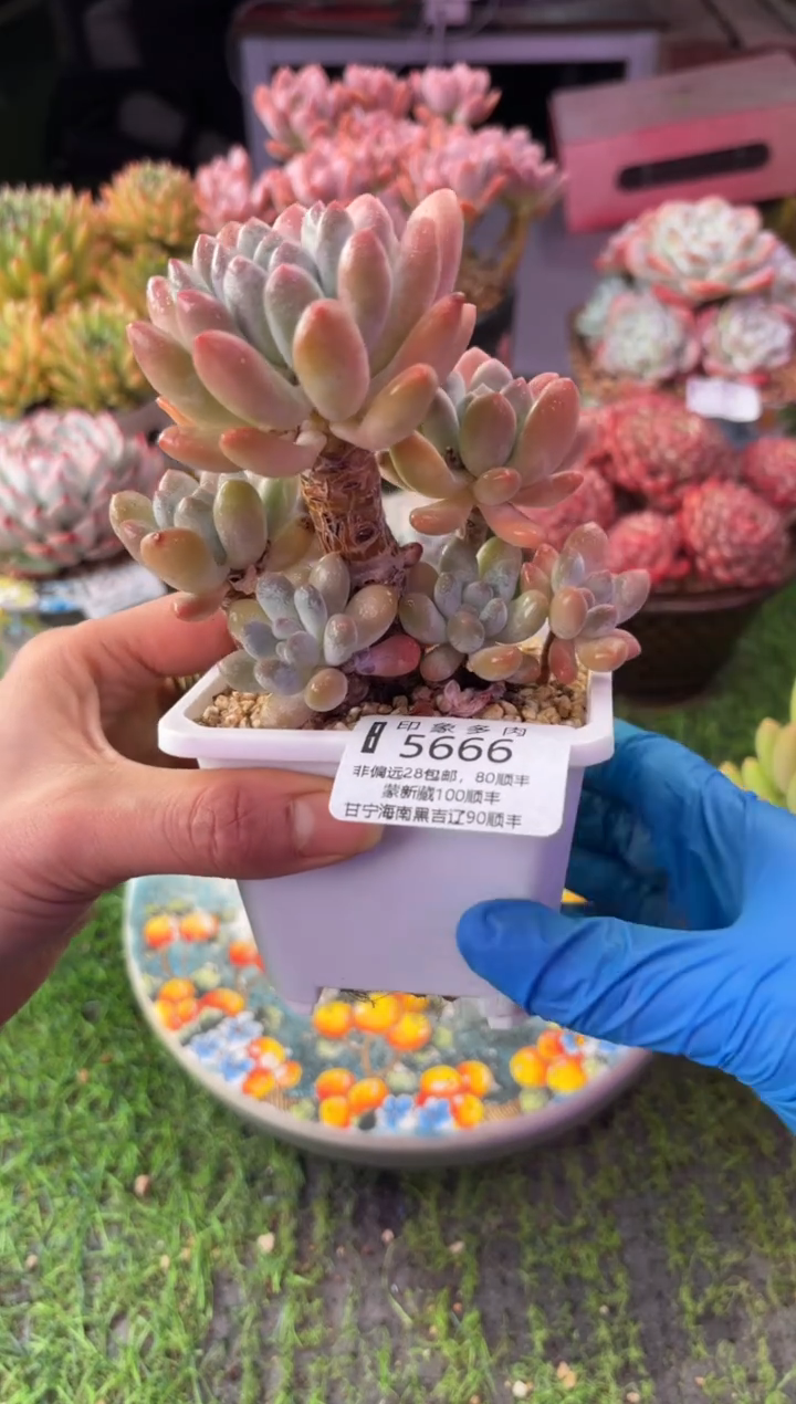 昆明印象多肉5666