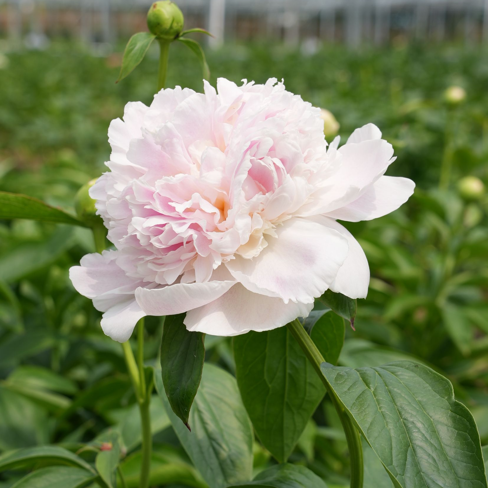【雪纺冻糕】裸根重瓣芍药庭院阳台地栽盆栽耐寒观赏草本春季