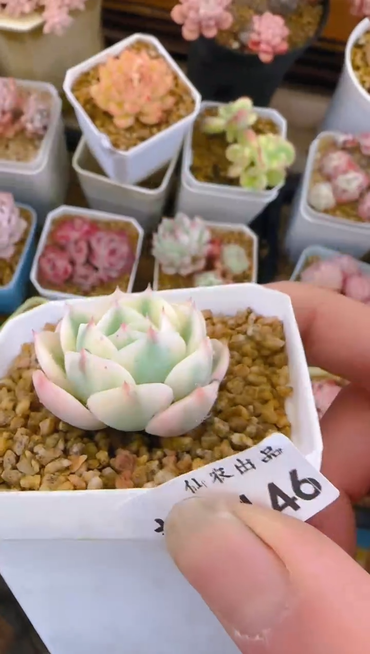 【闪购商品】喜—145—仙农（玉蝶锦）