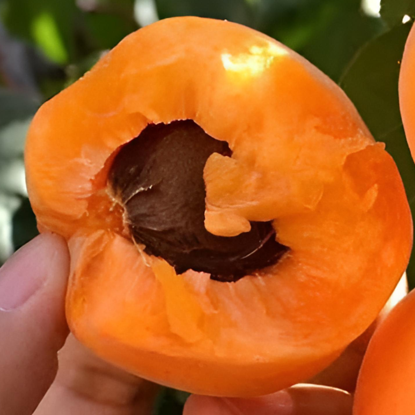 帝王大莕庭院花园绿植春季发货链接