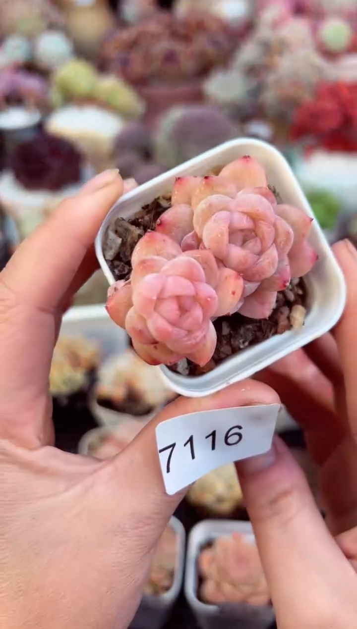 【闪购商品】7116双头珍妮多肉